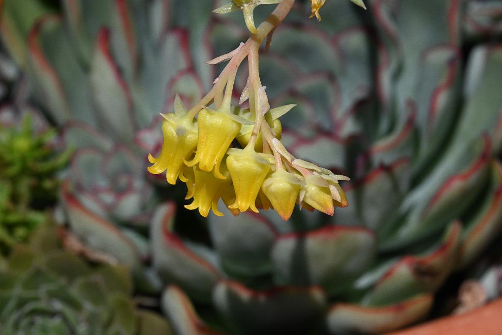 2025-08270173 Tower Hill Botanic Garden, MA.JPG - Echeveria pulidonis. New England Botanic Garden at Tower Hill, MA, 8-27-2025